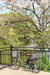 Fototapeta premium Osaka, Japan - April 13, 2024: Tennoji Park is adorned with sakura cherry blossoms in full bloom. A black fence runs along the edge with parked bicycles, and a red bridge arches over Kawazokoike Pond.