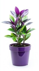  Caricature Plant in Purple Pot

