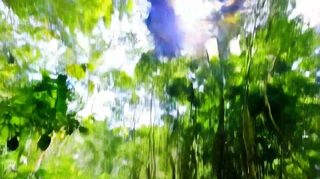 Tropical Elegance: Longwing Heliconius in the Wild

