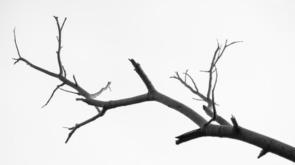 Fototapeta premium A dead tree branch with no leaves on a white background