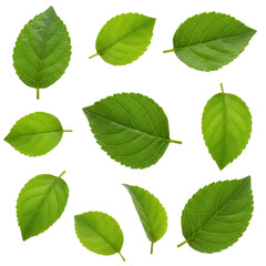 Fototapeta premium Variety of fresh green leaves on black background isolated for nature and decor projects research on transparent background