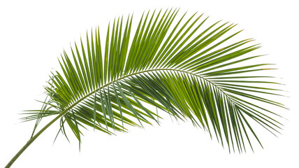 Obraz premium Palm tree leaves. isolated Green tropical leaf isolated on white background