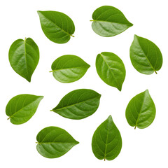 Fototapeta premium Fresh green leaves pattern on black background for nature or botanical design and decoration use on transparent background