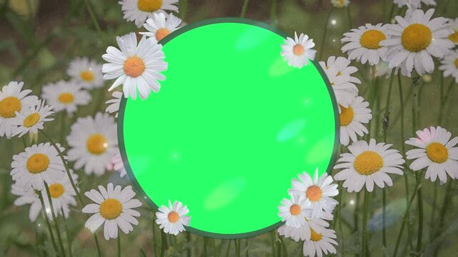 Animation flower card frame with green screen.