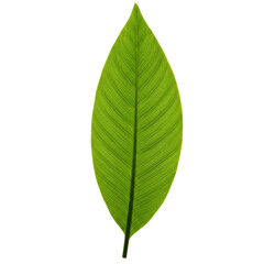 Obraz premium Single leaf isolated on black background showcasing natural beauty and green color detail macro view on transparent background