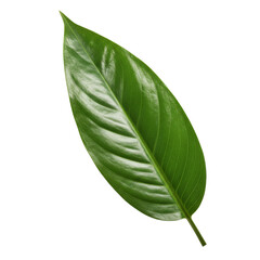Obraz premium Closeup view of a single green leaf isolated on black background showing detailed texture and shape on transparent background