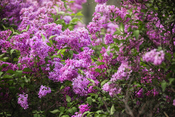 Colorful lilac blossoms bloom vibrantly in a garden during spring season