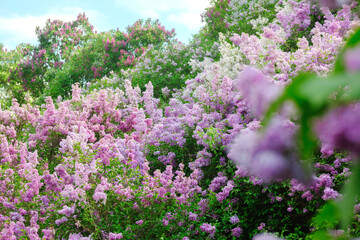 Obraz premium Colorful lilac blooms in a lush garden during springtime in full sunlight