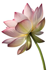 Fototapeta premium lotus flower isolated on white background