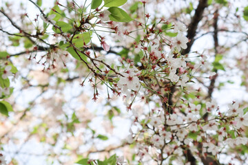 Sakura cherry blossoms are in full bloom during the peak of the cherry blossom season, set against a clear blue sky.