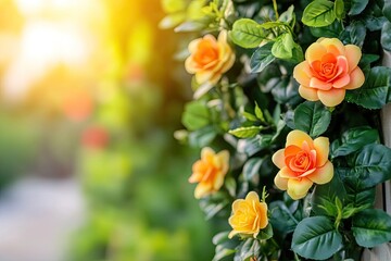 Orange roses in garden setting