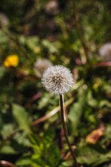 Ripe dandelion in a Kharkov yard in spring