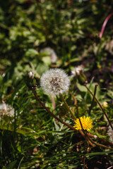 Ripe dandelion in a Kharkov yard in spring