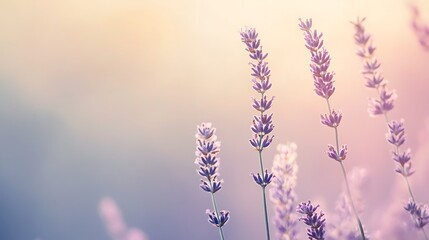 Obraz premium Lavender Field Sunset Bloom. (2)