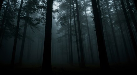 Obraz premium Misty forest interior