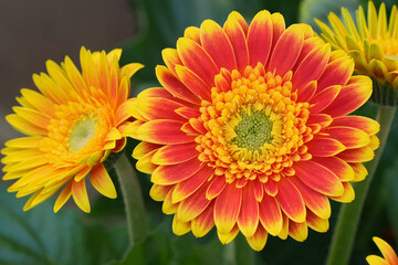 Vibrant gerbera daisies bloom with bright yellow and orange petals, creating a cheerful and eye-catching floral display.