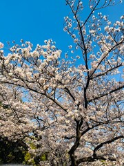 cherry blossom in spring
