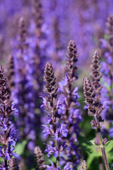 A sea of Wood sage, Salvia nemorosa purple blooms extends across a field, a symphony in an immersive natural experience.