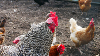 Close-up of a big beautiful rooster among the hens