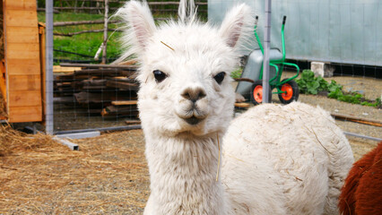 A portrait of a cute white alpaca on the ranch