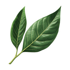 Obraz premium Two detailed green leaves showcase natural veins and organic texture beautifully on transparent background