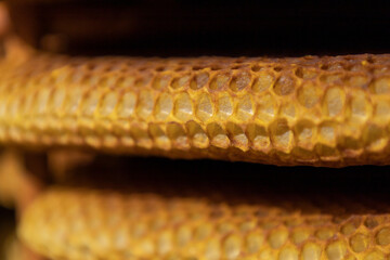 みつばちの巣