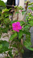 Close-Up of a Pink Flower with Water Droplets on Green Leaves.
