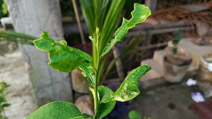 Close-Up of Wet Green Leaves with Garden Background.