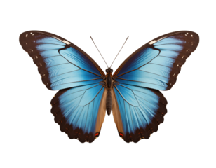 Blue Morpho Butterfly Wings Spread, Transparent Background