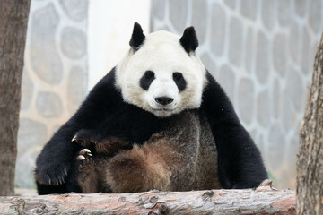 Funny Pose of sleeping Panda, Louguantai Forest Park, China © foreverhappy