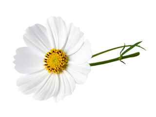 White Cosmos Flower Blooms Beautifully with Transparent Background