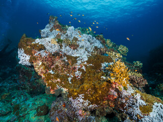 ocean reef coral seafan scuba diving fish solfcoral redcoral greedcoral openwater marine underwater plants andaman similan thailand asia fishtank bluewater blue sky