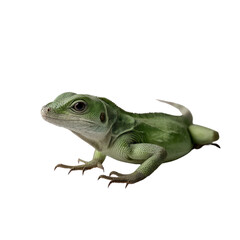 Obraz premium Green Lizard on Transparent Background Close Up Studio Shot