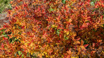 Spirea magic carpet bush with pink and orange spring new growth of leaf as natural background.
