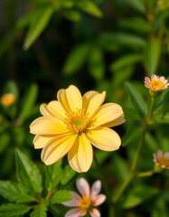 Obraz premium Single Yellow Zinnia Flower with Delicate Pink Flowers in Background