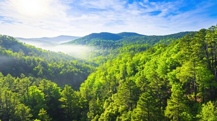Obraz premium Lush Green Forest Landscape Under Clear Blue Sky and Gentle Mist