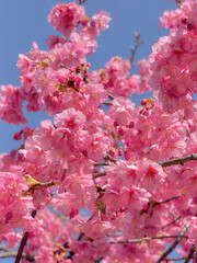 Sakura Blooming in Tokyo, Japan