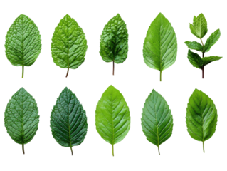 Diverse leaf varieties displayed nature botanical study close-up. Isolated on transparent background, png.