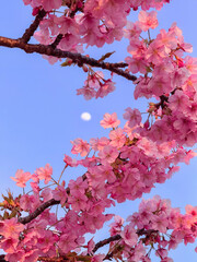 Sakura Blooming in Tokyo, Japan
