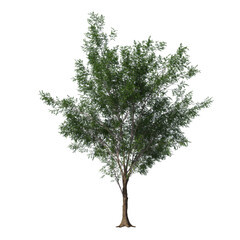 Realistic Bitternut Hickory Tree Isolated on Transparent Background for Visualization and Landscape Rendering