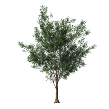 Realistic Bitternut Hickory Tree Isolated on Transparent Background for Visualization and Landscape Rendering