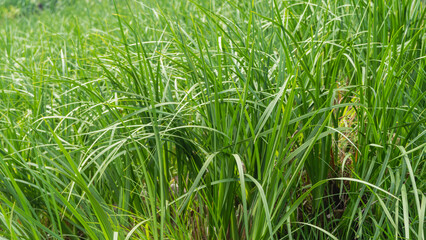 Tall, fresh, juicy green grass. The long thin grass-blades bend down. Full-screen background. Close-up.