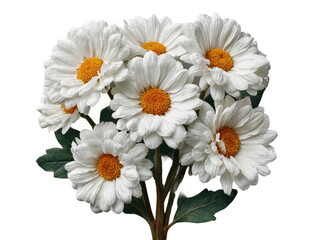 Obraz premium Flower bouquet display nature floral arrangement studio close-up. Isolated on transparent background, png.