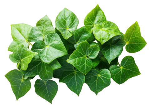 Green ivy leaves arrangement natural setting close-up photography. Isolated on transparent background, png.