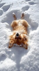 Dog making a snow angel in fresh snow