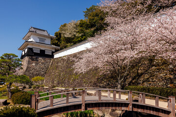 玖島城址と桜
