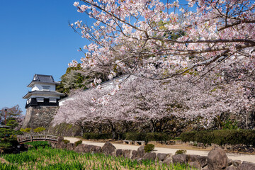 玖島城址と桜
