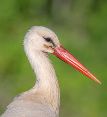 white stork ciconia