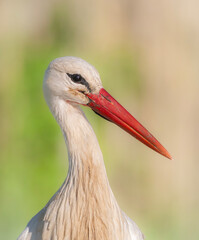 white stork ciconia