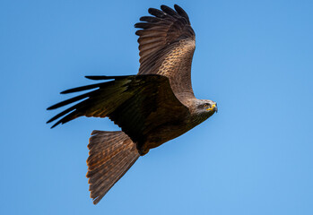 eagle in flight